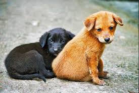 street-puppies